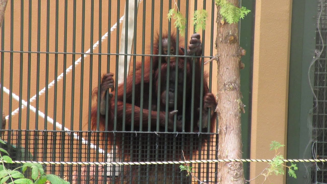 強風の円山動物園・飛び散るパイロンを見つめるレンボーと令斗