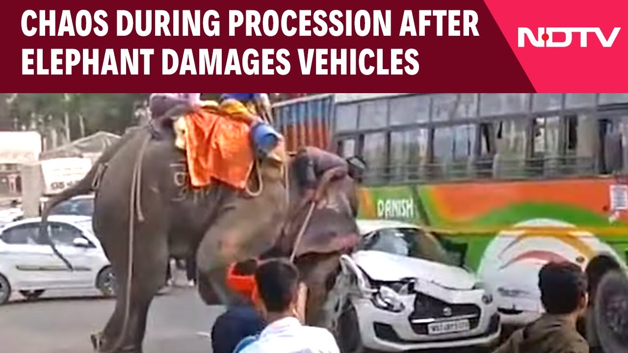 Elephant Attack | Elephant Runs Amok in Bihar, Dussehra Procession Turns Chaotic