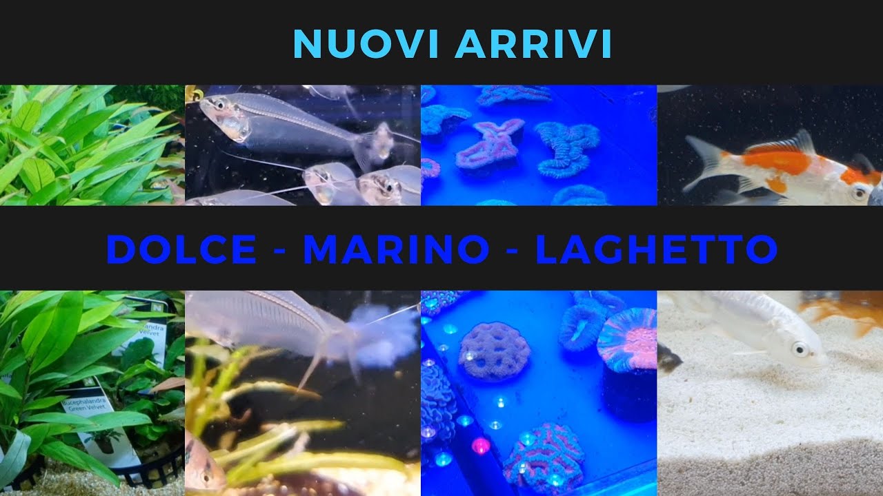 Nuovi ARRIVI 🐠 + TOUR NEGOZIO 😎