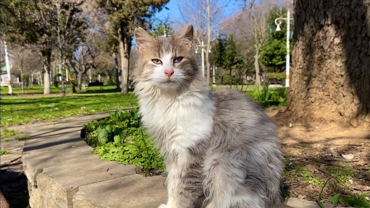 The most beautiful cats in the world live in this park.