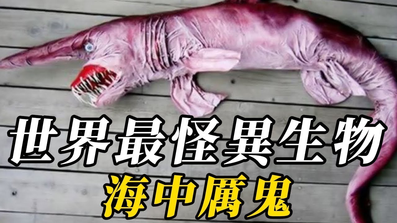 全世界最罕見的怪異動物，第六名可釋放50伏高壓電！遇捕食者會自爆進行防禦第壹名是唯壹能倒著飛行的鳥，已消失140年，竟意外重現人間！擁有仙風道骨，美到入詩！#世界之最 #动物 #科普  #动物世界