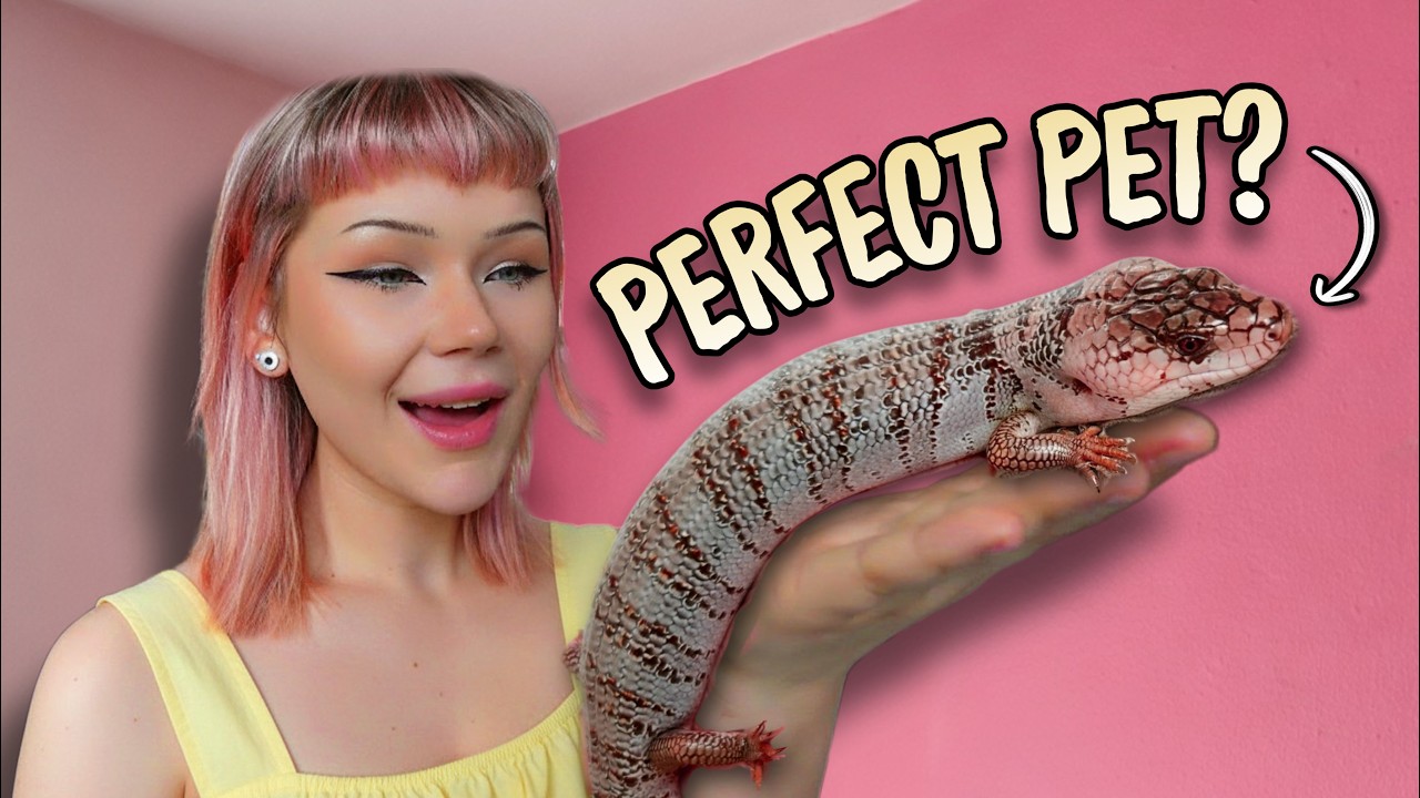 I Bought the BEST Pet Skink