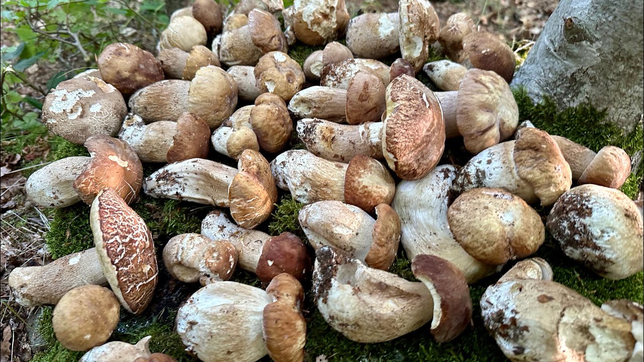 6️⃣6️⃣ 2024-07-12 FUNGHI PORCINI CHE PASSIONE 🍄 #66