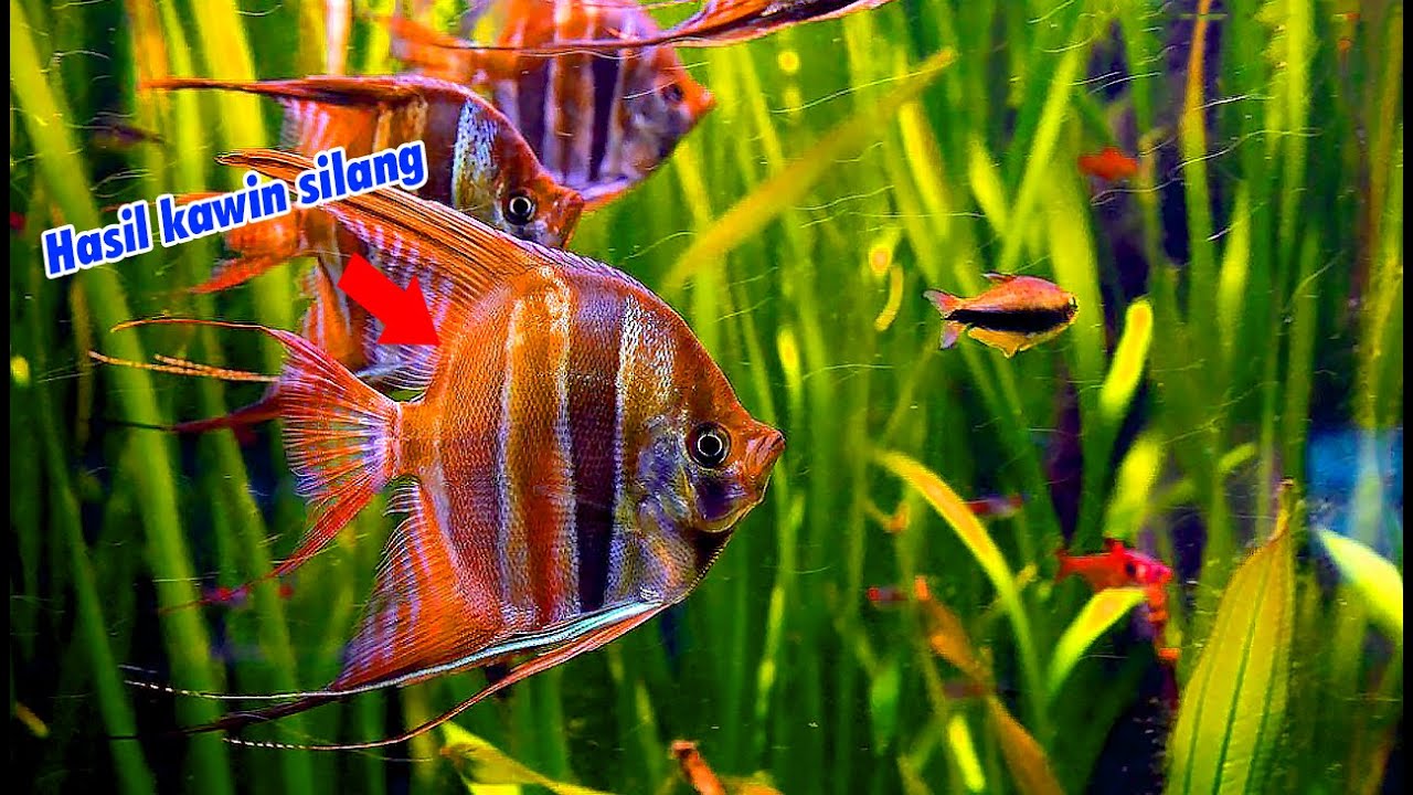 Keberhasilan Budidaya dan perkawinan silang Ikan Manfish.