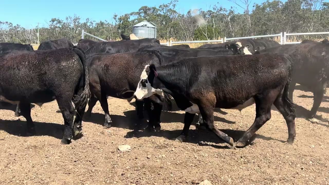 Oakbank 75 Angus X Steers 