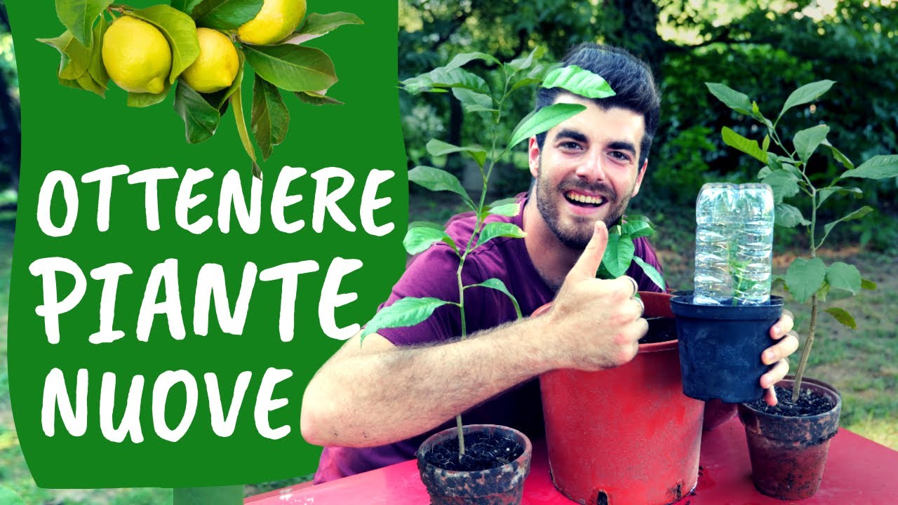 TALEA di LIMONE: come e quando si pu&ograve; fare