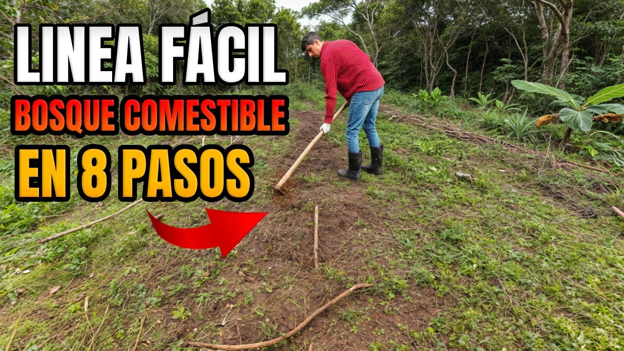 RÁPIDO y FÁCIL (menos de 5 horas) Cómo hacer una LINEA AGROFORESTAL de 10 m 🌴 SINTRÓPICA RD