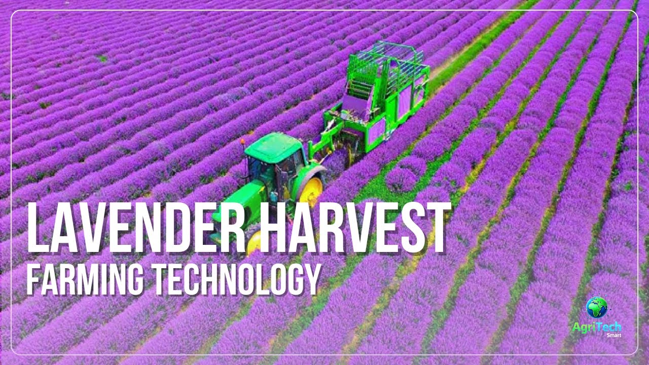 How LAVENDER Is Harvested at MASSIVE Scale | The Most Relaxing Farming Process
