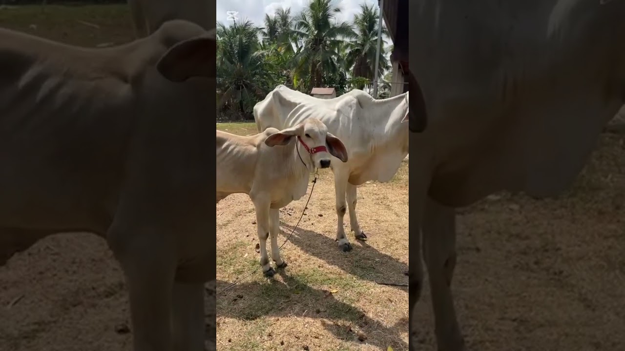 លក់