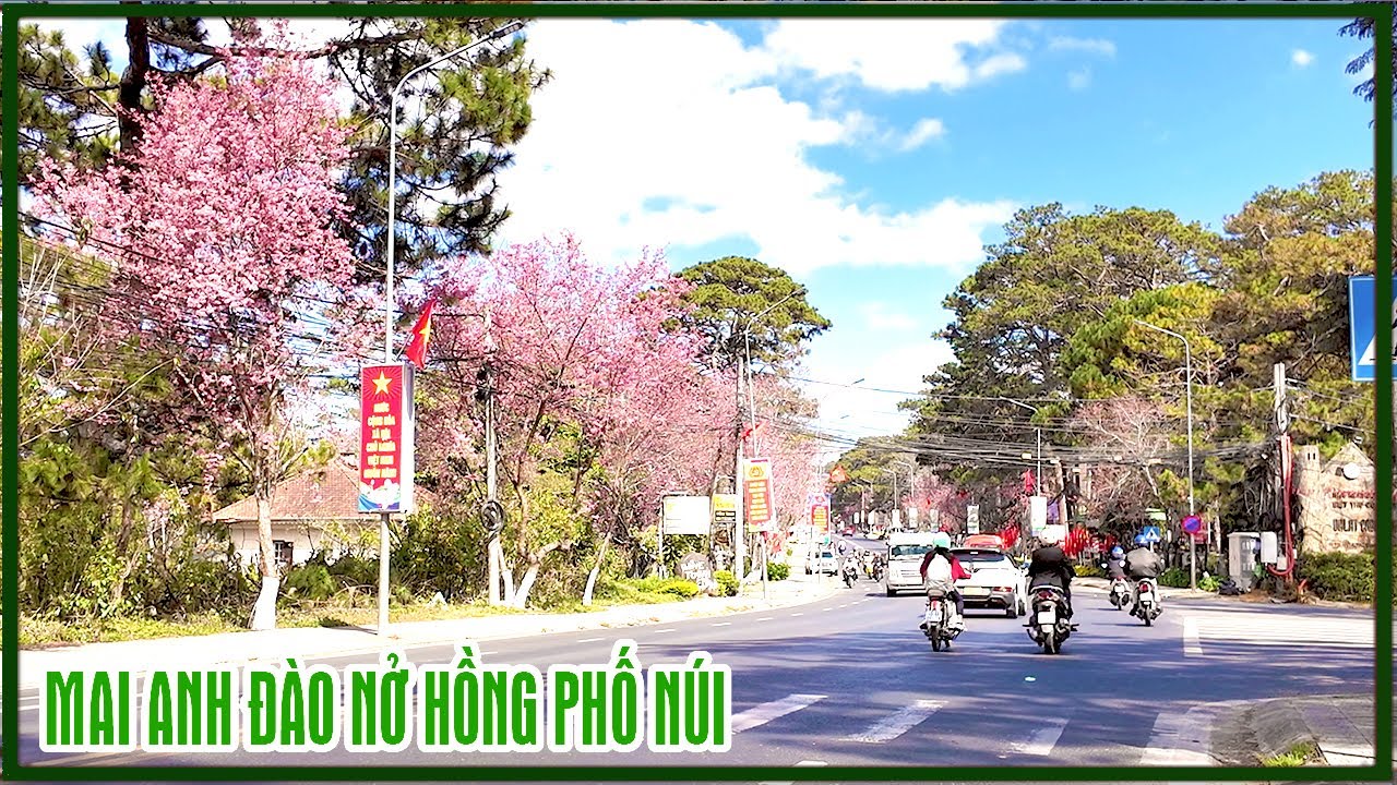 Đà Lạt: Hoa Mai Anh Đào nở hồng khắp nơi rộ lắm rồi, đường Trần Hưng Đạo, Cô Giang