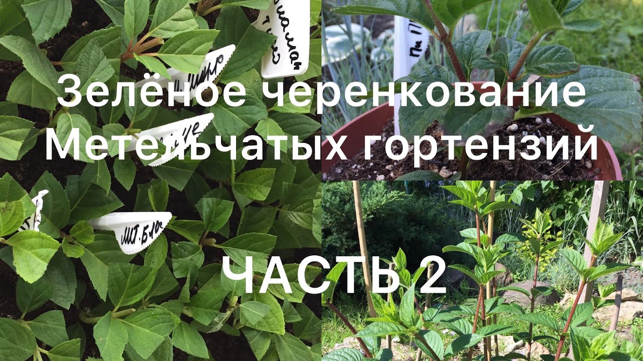 ЗЕЛЁНОЕ ЧЕРЕНКОВАНИЕ МЕТЕЛЬЧАТЫХ ГОРТЕНЗИЙ. ЧАСТЬ 2