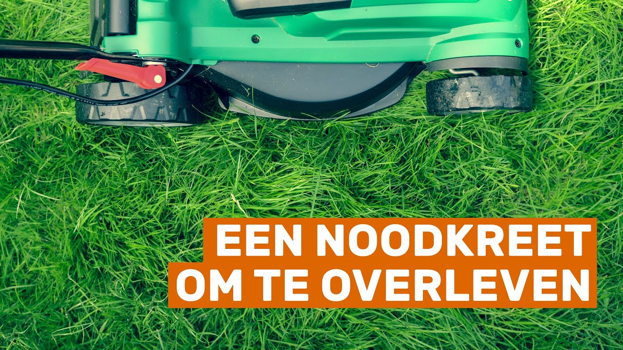 Waarom ruikt gemaaid gras zo bijzonder?