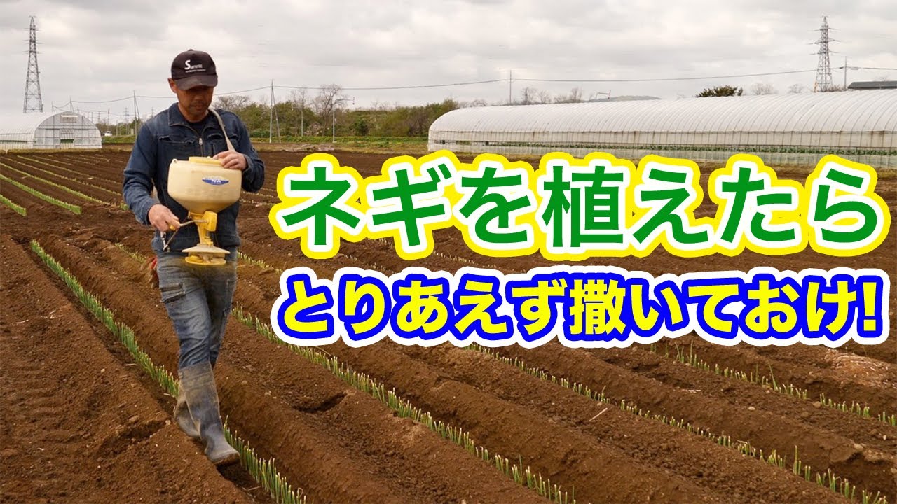 【大失敗しました】定植後にコレを撒いておかないと後々とんでもない事になるから気をつけろ！