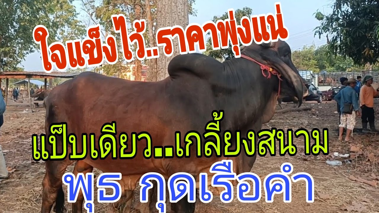 รอเฮได้เลย คนซื้อหลายกว่าวัว ราคาวัว วันพุธ 11 มี.ค.2569 สนามกุดเรือคำ