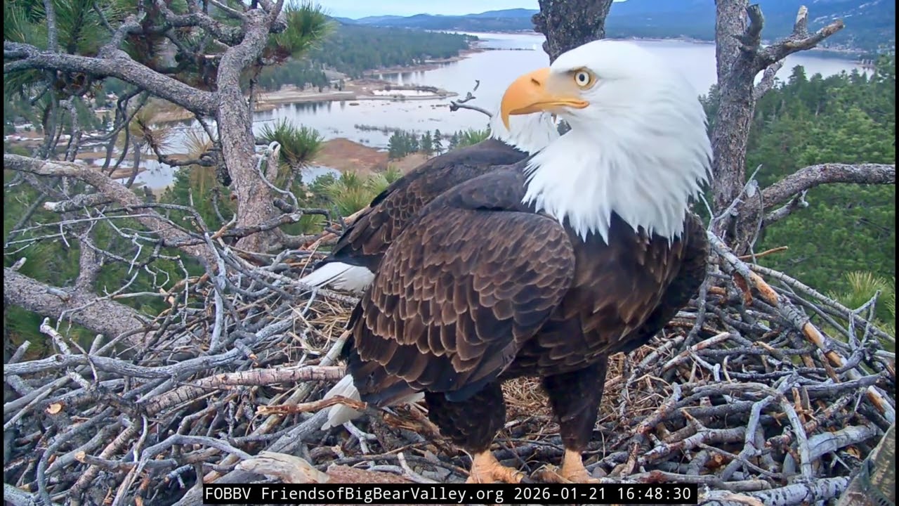 Jackie & Shadow- Big Bear Eagle Nest❤️01/21/26