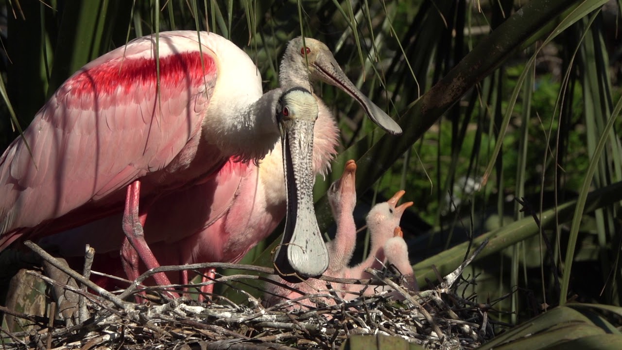 Roseate Spoonbills in Florida