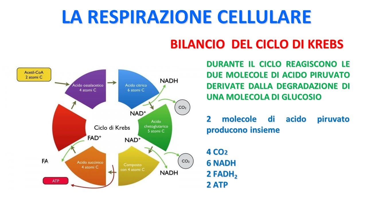LA RESPIRAZIONE CELLULARE - Il ciclo di Krebs