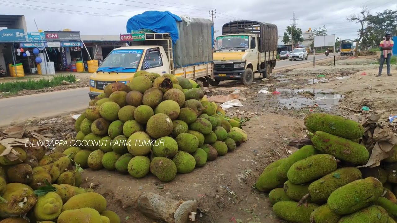 FAMOUS JACKFRUIT MARKET CHELURU, GUBBI Tq, TUMKUR DIST.