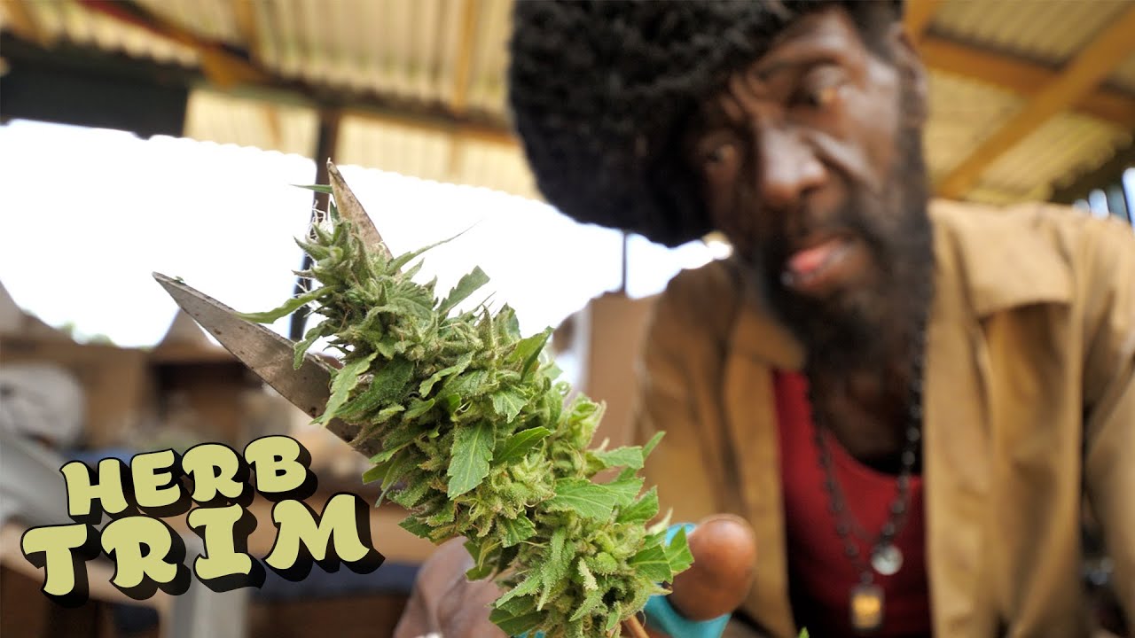 Украшаем травами и общаемся с Мокко! 🇯🇲😎💨