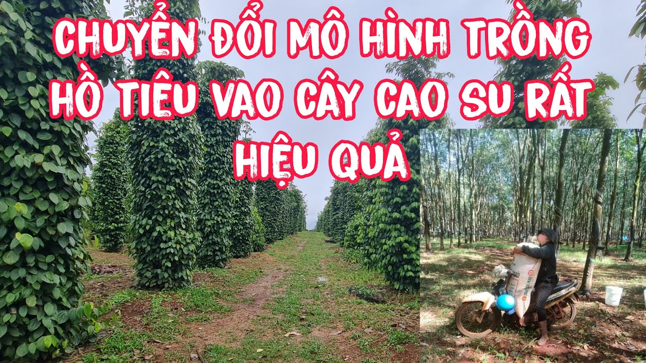 mô hình trồng hồ tiêu lên cây cao su xen canh sầu riêng thu tiền tỷ USA ở ĐĂK NÔNG @