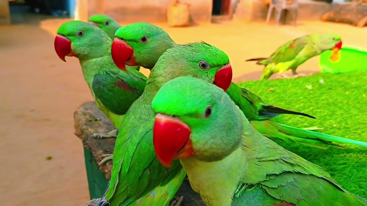 Parrot Sound Videos Compilation |Parrot Talking Videos |Green Parrot Talking |mithu mithu | #parrot