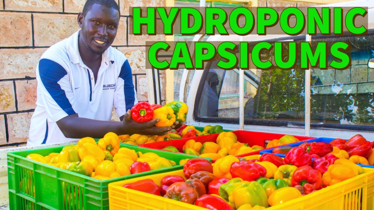 How to Grow Hydroponic Bell Peppers in Africa