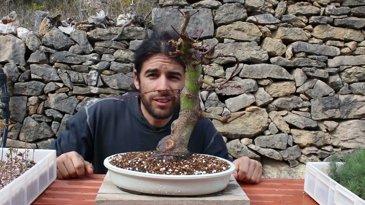 De prebonsai a bonsai