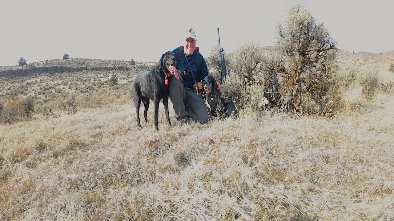 In Search Of Wild Chukar & Quail In Rugged Eastern Oregon with My Lab & Field-Bred Cocker Spaniel