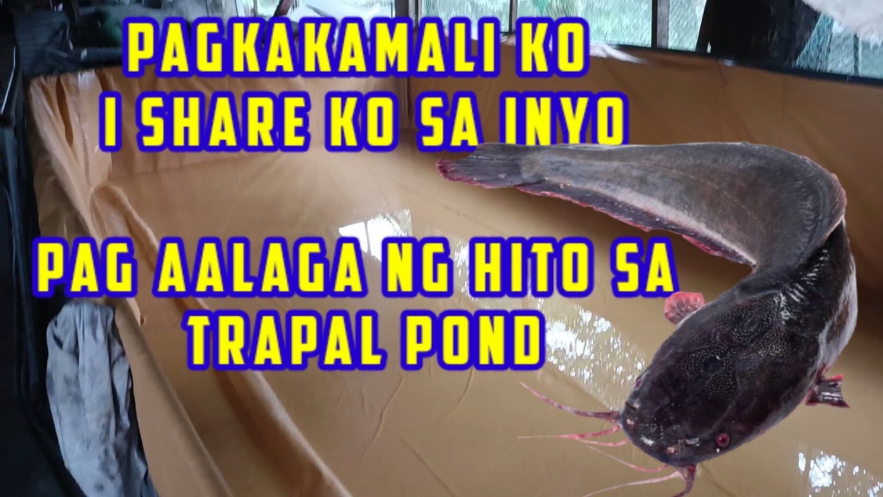 manga mali na pwede nyo maiwasan sa pag aalaga ng hito sa trapal pond #trapalpond #lonapond #hito