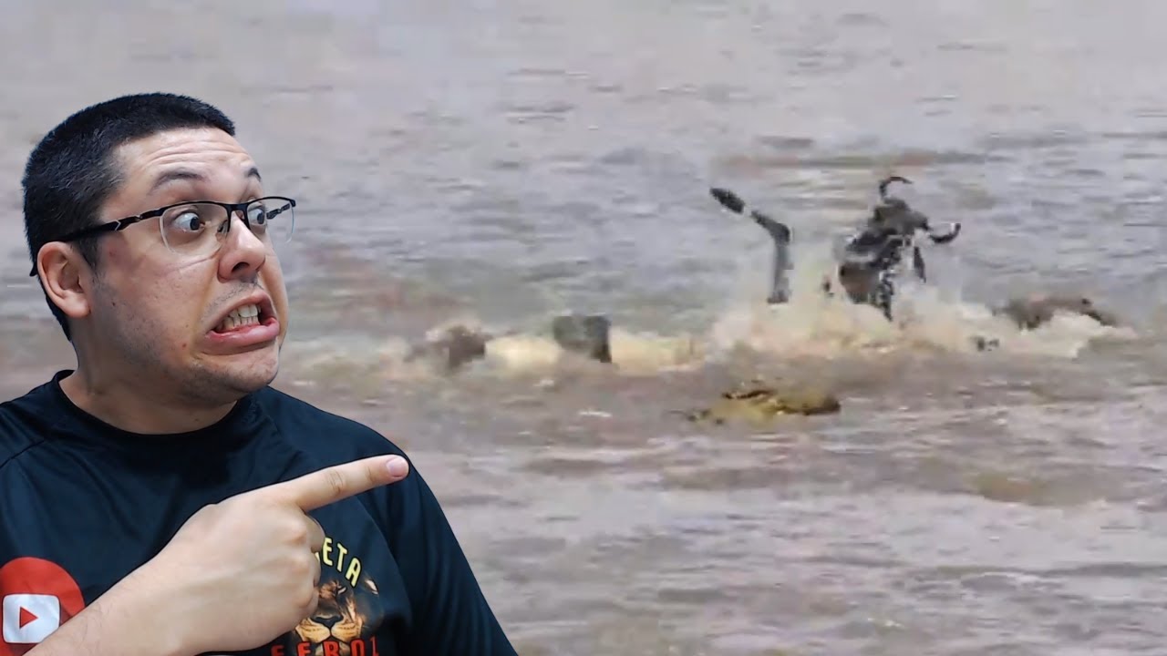 Gnu &eacute; centrifugado por crocodilo!!!