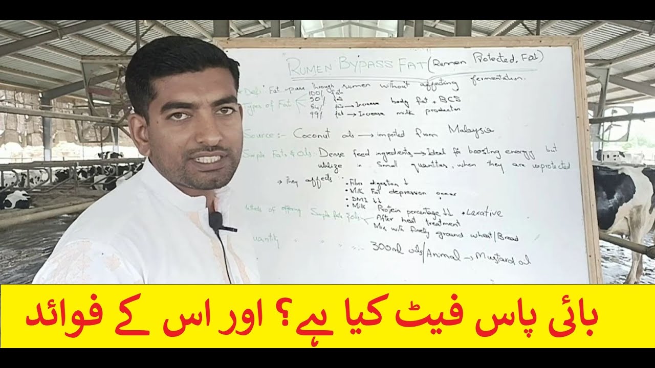 What is BYPASS FAT complete lecture | Importance of RUMAN BYPASS FAT | How does it works | Dr.Sajid