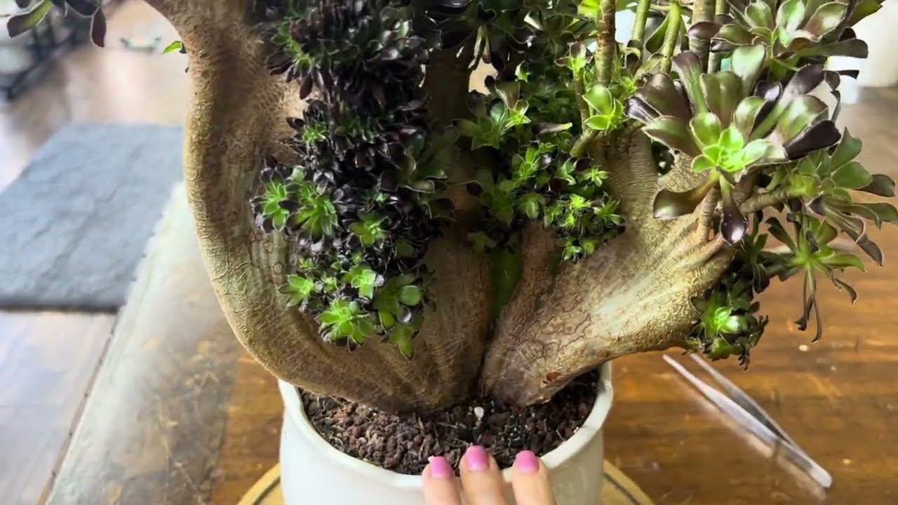 Tiễn thêm 1 em Aeonium Zwartkop ra đi vào những ngày cuối năm 2025🥲