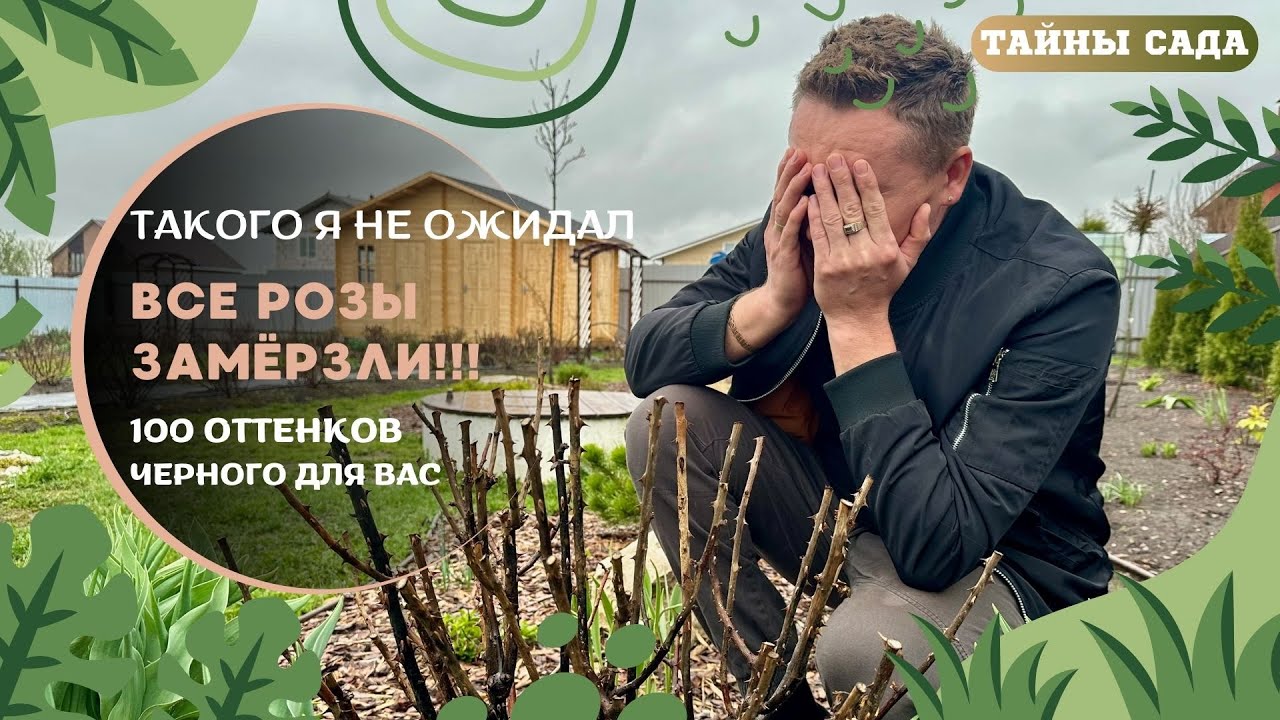 РОЗЫ ВСЕ ЗАМЁРЗЛИ! 100 ОТТЕНКОВ ЧЕРНОГО ДЛЯ ВАС.