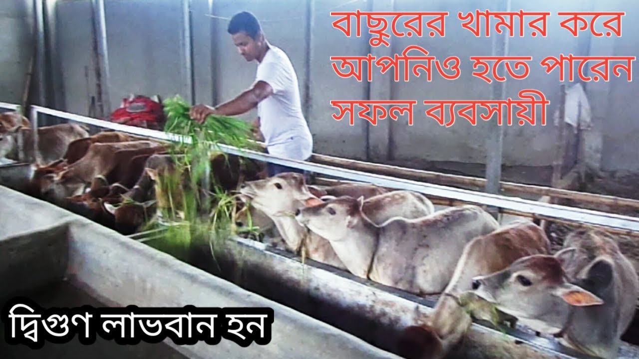 15 হাজার টাকা দিয়ে বাছুর ক্রয় করে 35 থেকে 40 হাজার টাকা বিক্রি করে কিভাবে দেখুন