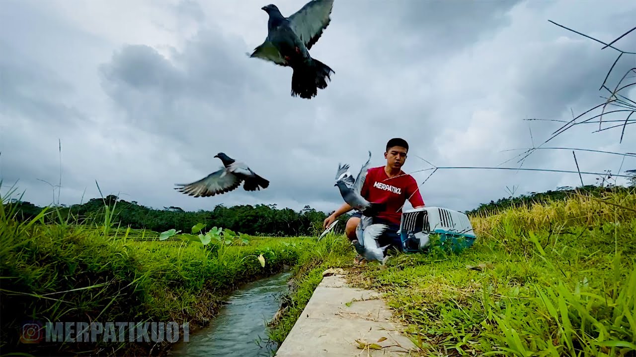 TRANING PIYIKAN MERPATI
