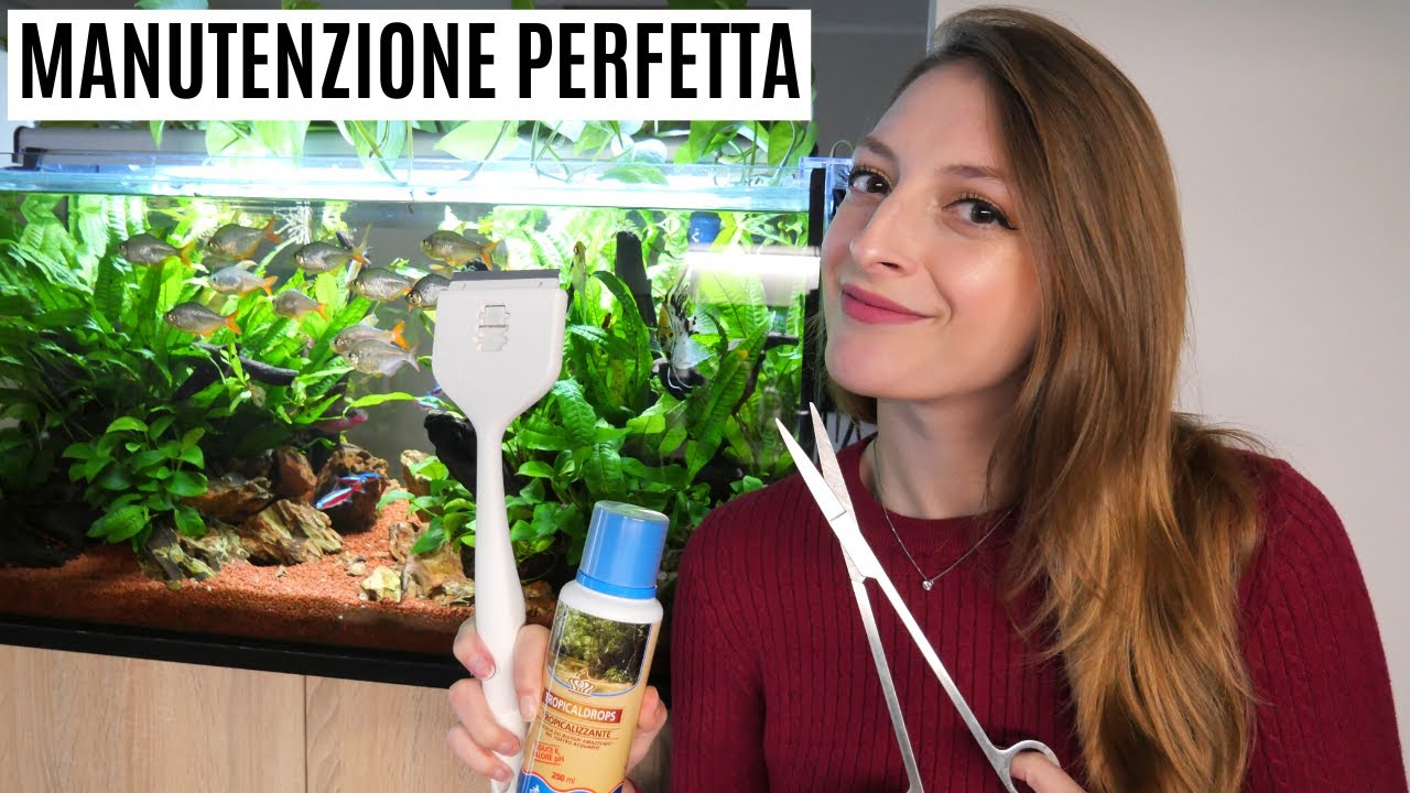 Come effettuare una MANUTENZIONE PERFETTA all'acquario 🐠