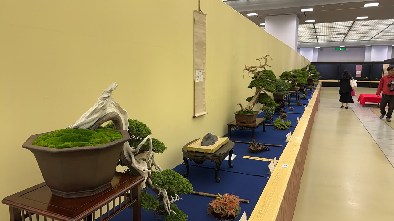 43nd BONSAI TAIKAN GRAND EXHIBITION 第43回 日本盆栽大観展 Kyoto Miyako Messe 京都みやこめっせ-Live🇯🇵2
