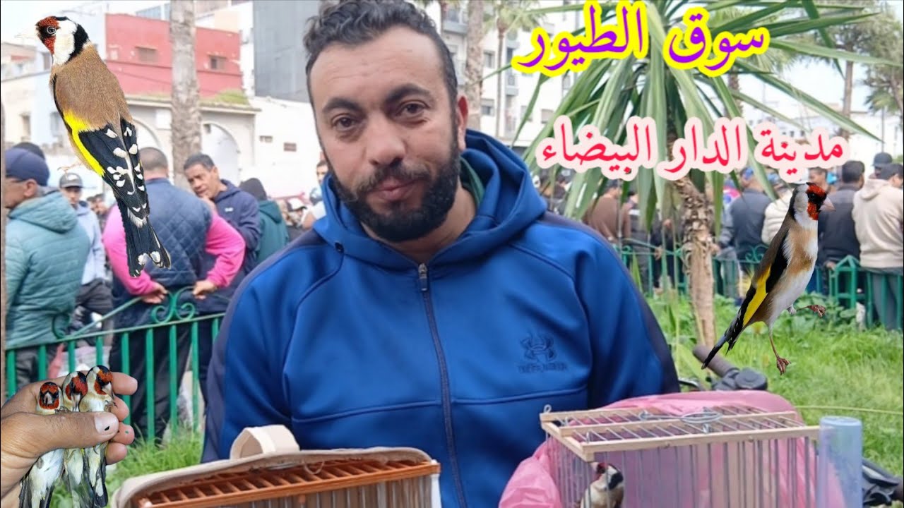 سوق الطيور يوم الأحد 1\3\2026  تعرف على الآتمنة الطيور والحيوانات الأليفة مدينة الدار البيضاء 🇲🇦👉