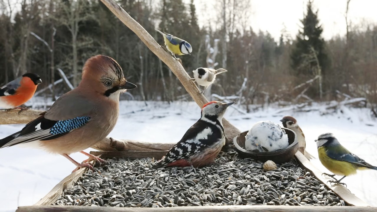 🔴 Forest Bird Feeder | Relaxing Nature Sounds from the Forest [ 2026/2/21 ]