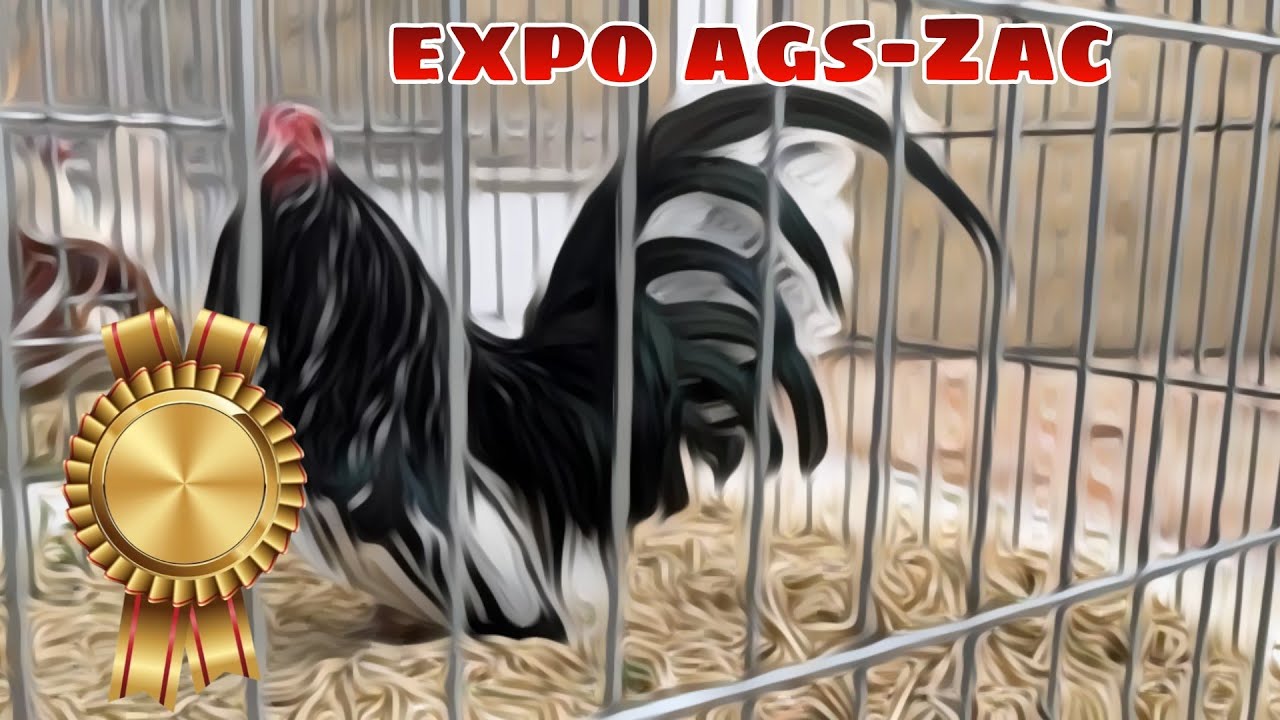 Expo de Aves Miniatura en Aguascalientes: Un fascinante mundo al alcance de tu mano