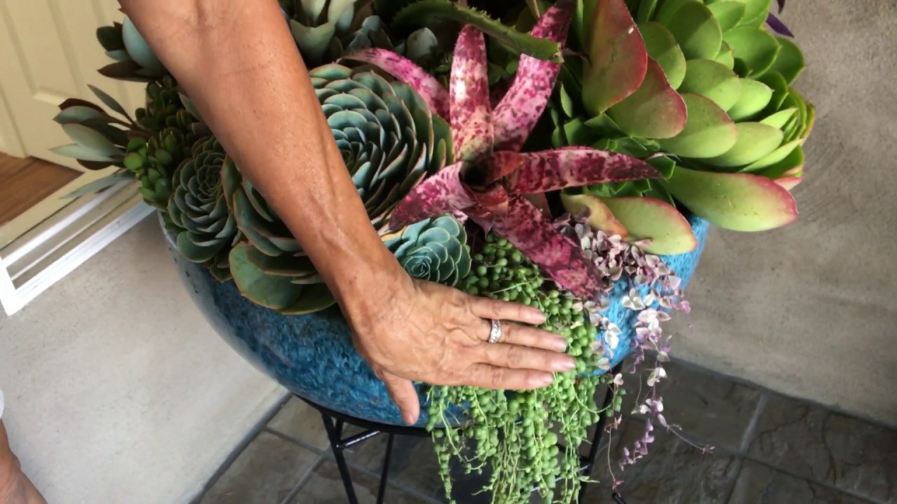 Potted Succulent Arrangements