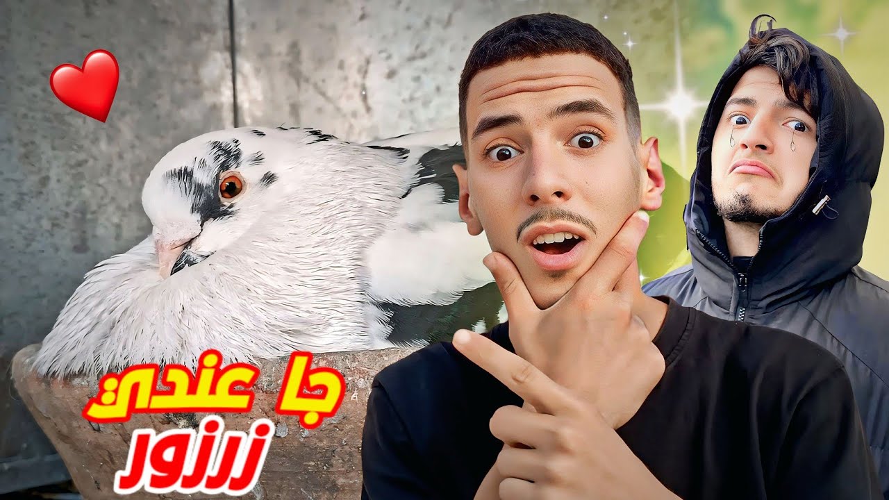 بعد غياب طويل رجع عندي زرزور😍 اجيوا تعرفوا شنو قال لي معاد قالي...🤣 واش بصح بعث الحمام كامل... 🤔 