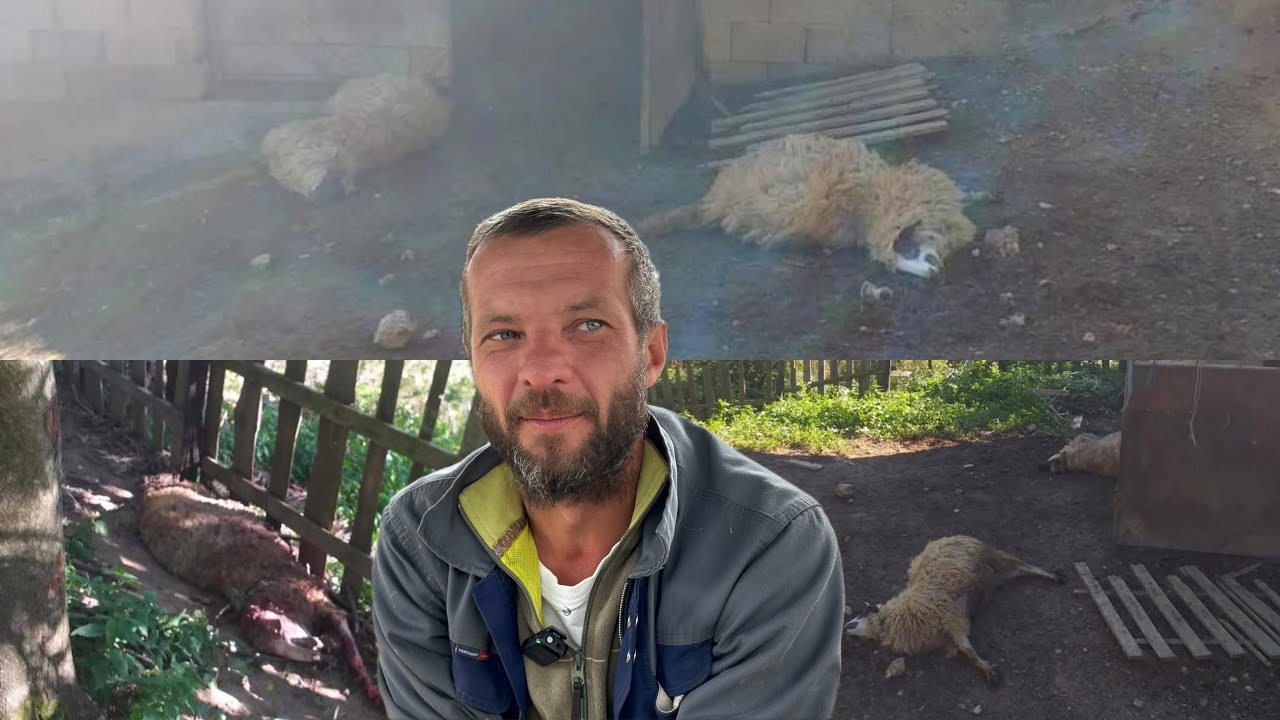 Teška sudbina zadesila Azmira, ostao bez oca, majke, ruke i sad bez ovaca, medvjed mu poderao stado😥