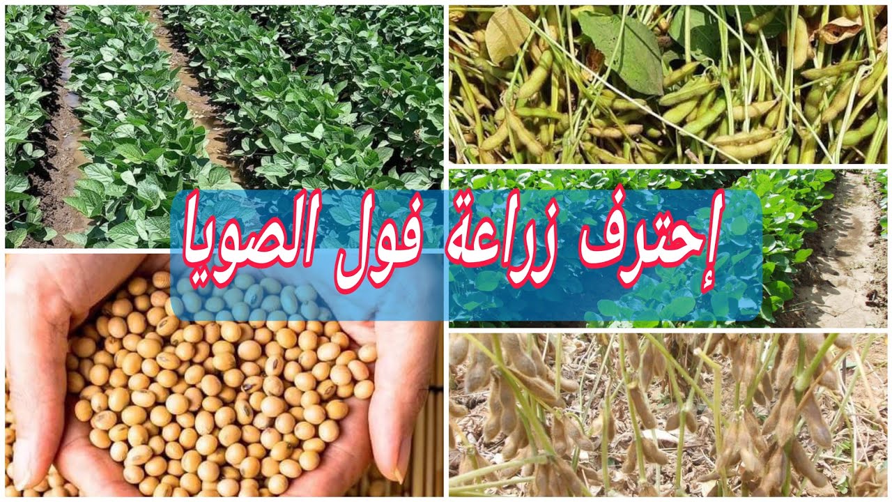 زراعة فول الصويا وتوضيح أفضل الأصناف وطريقة الزراعة ومعدل الإنتاج