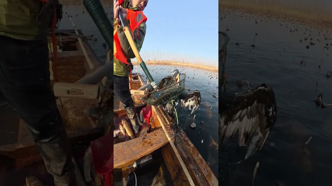 Cute carp fishing by skilled bird.#birdfish #lakefishing