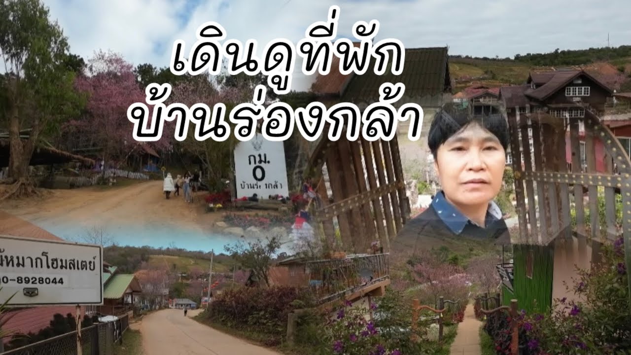ที่พักบ้านร่องกล้า | เดินดูที่พักบ้านร่องกล้า ดอกนางพญาเสือโคร่งกำลังบาน #ที่พักบ้านร่องกล้า