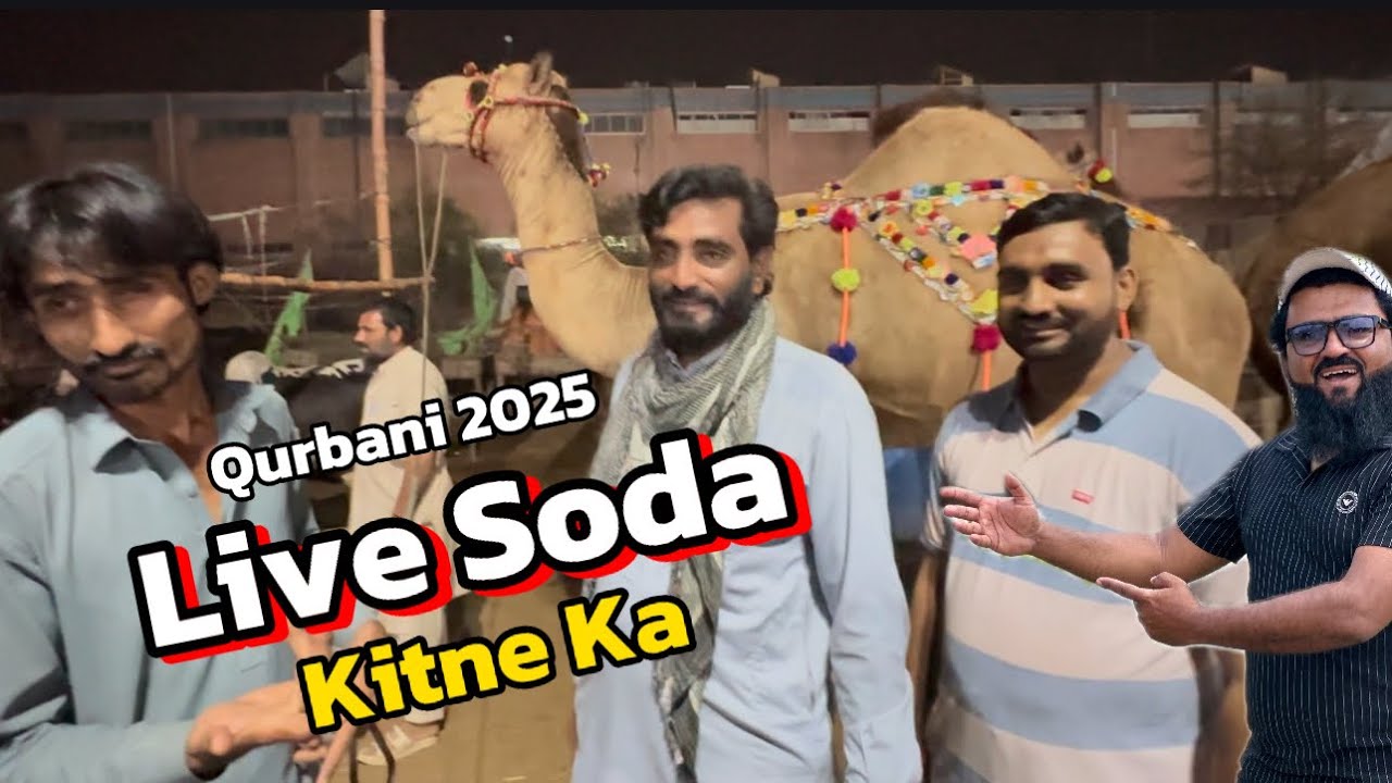 Live Soda Camel Ka | qurbani 2025 | soda Kitne Ka hona Chahiye | Lahore camel Mandi shapur kanjra