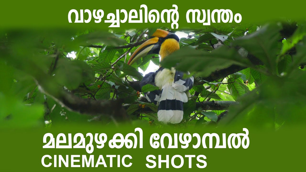 GREAT INDIAN HORNBILL @ VAZHACHAL I CINEMATIC SHOTS I മണിക്കൂറുകള്‍ കാത്തിരുന്നെടുത്ത വീഡിയോസ്