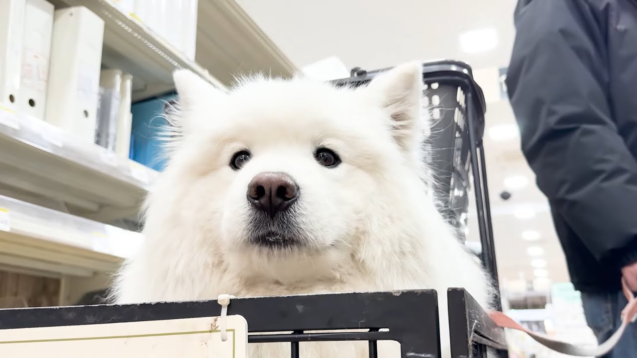 サモエド犬と一緒にお買い物にお出かけしたら