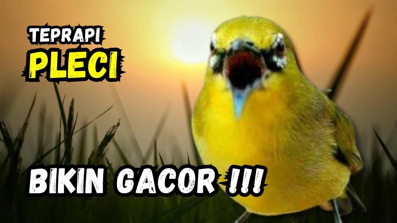 Terapi Pleci Ampuh Bikin Gacor | Hitungan Detik Pleci Ikut Bunyi